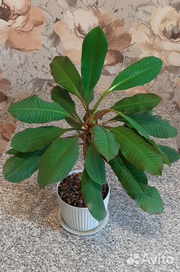 Комнатное растение молочай