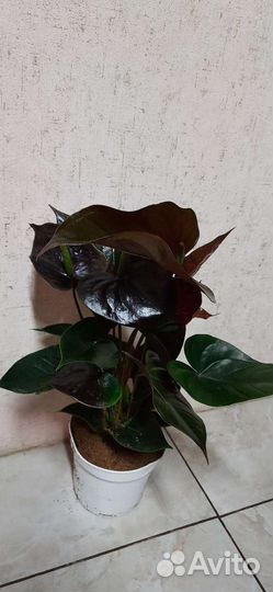 Антуриум Гигант Блэк