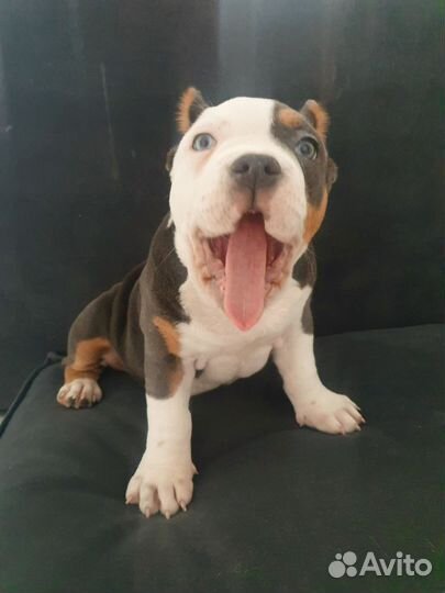 Американский булли покет