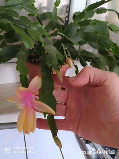 Декабрист шлюмбергера сортовые