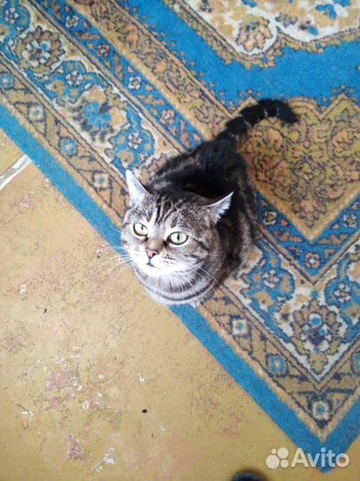 Кошка Сильва