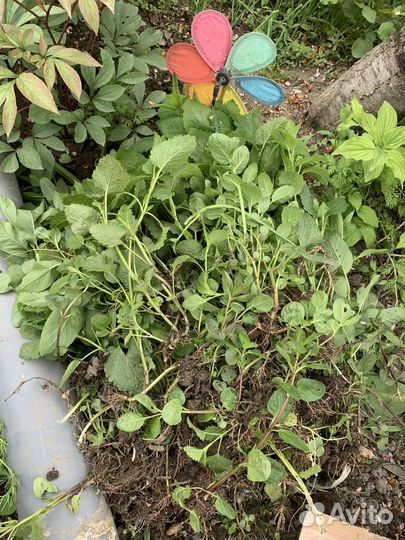 Садовые цветы и растения