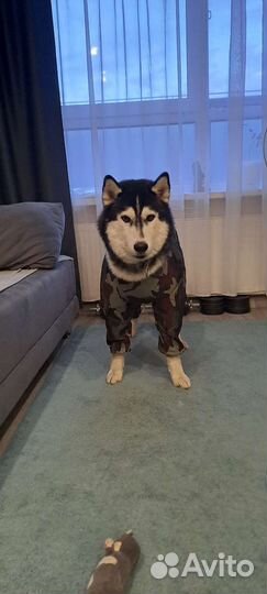 Комбинезон дождевик для собаки