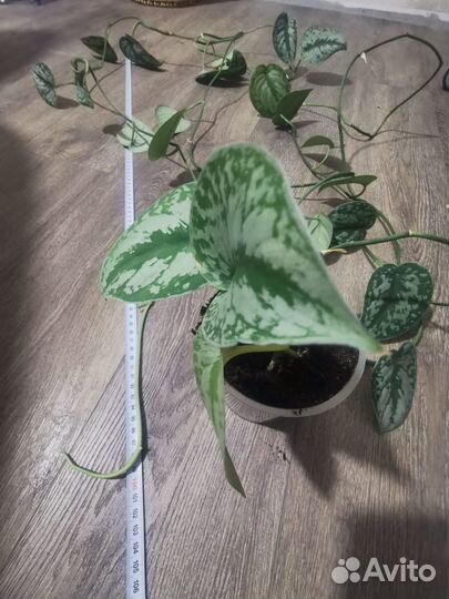 Сциндапсус Пиктус Требе