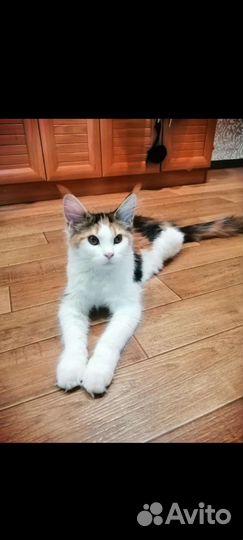 Кошка
