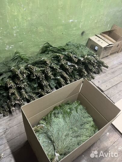 Коробка пихтовых веников 25 шт