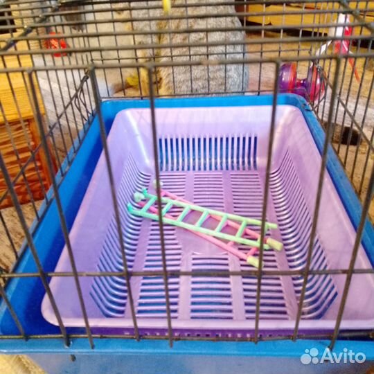 Клетка для грызунов