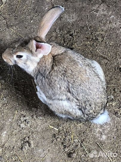 Кролики,поросята