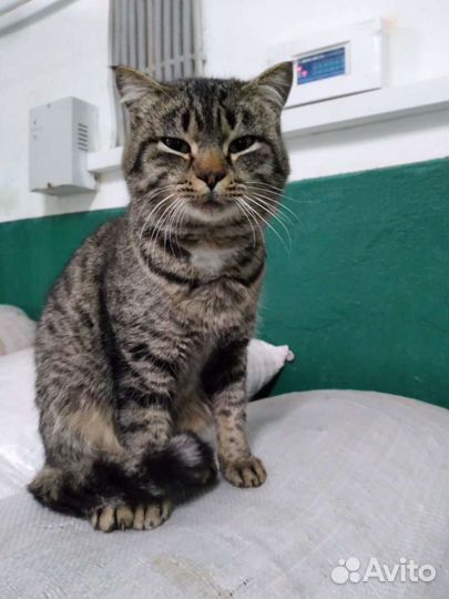 Кастрация и стерилизация кошек