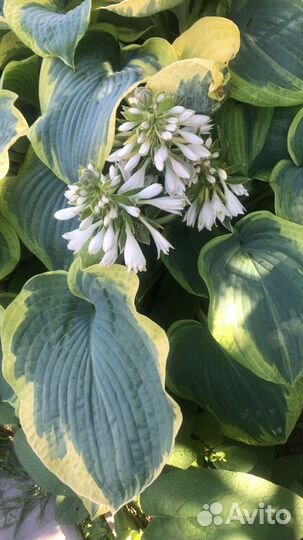 Хоста гигантская