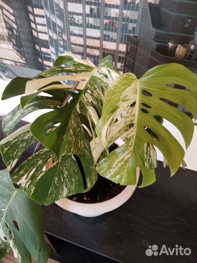 Монстера альба