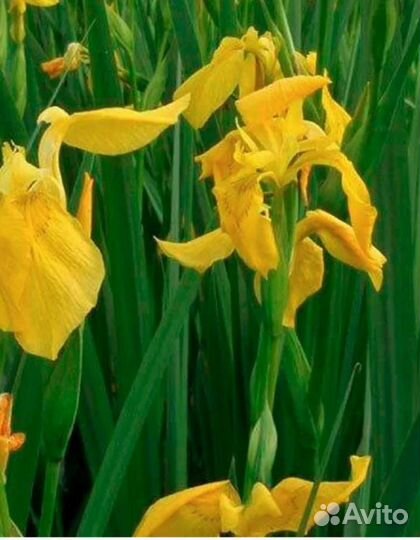 Ирис болотный