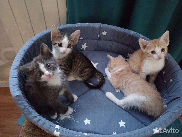 Отдам в добрые руки котят