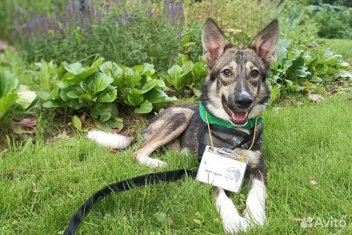 Собака бесплатно