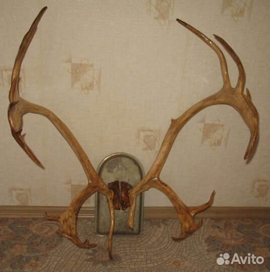 Рога Оленя большие