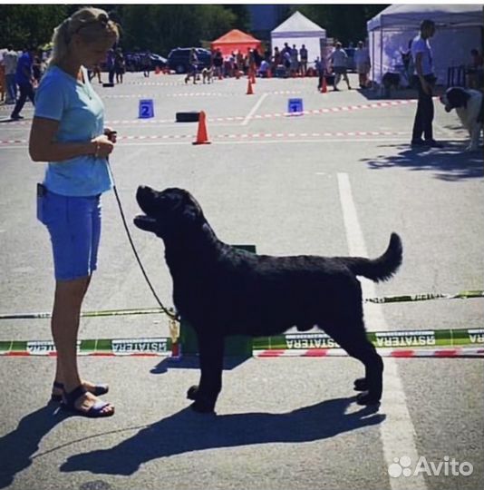 Кобель для вязки лабрадор