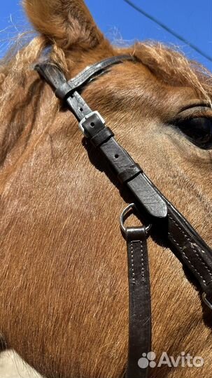 Уздечка оголовье для лошади micklem коричневый cob