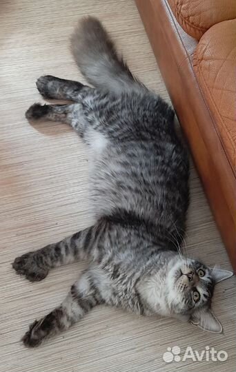 Мейн-кун полидакт вязка