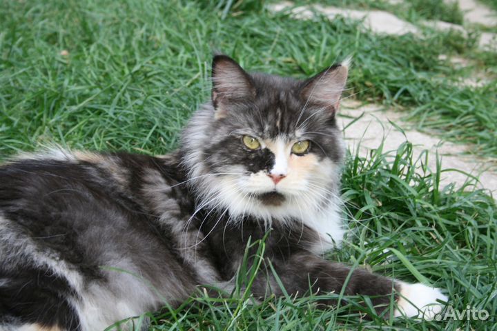 Полумейн-кунята