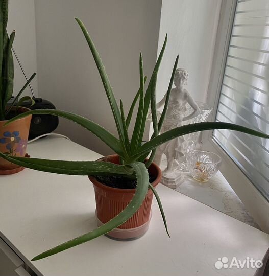 Продам цветы