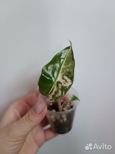 Алоказия амазоника вариегатная