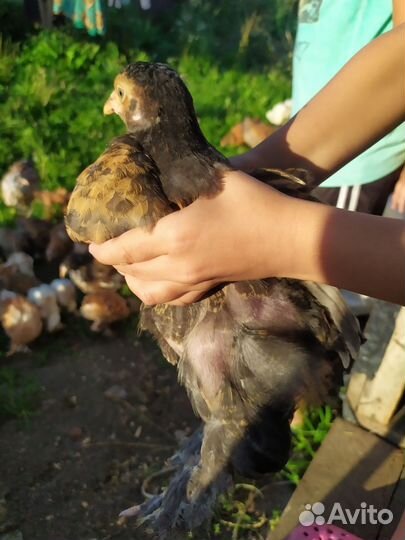 Цыплята породы брама