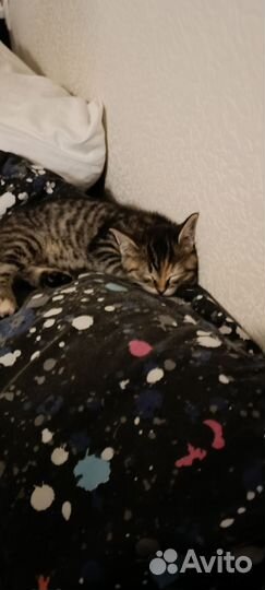 Кошка в дар