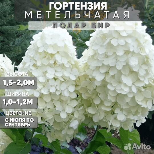 Гортензия метельчатая Полярный Медведь - саженцы