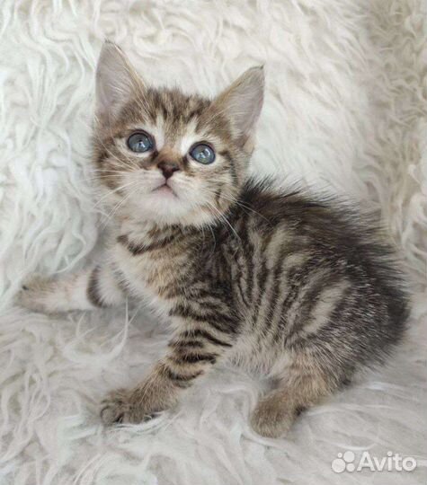 Спасенные от смерти пушистые комочки