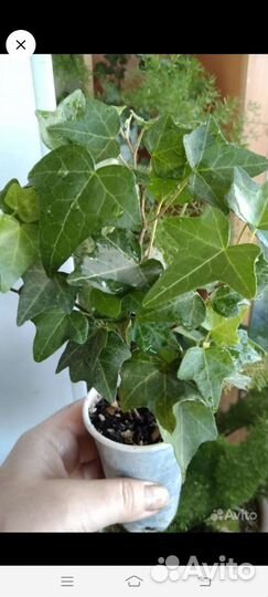 Плющ, плектрантус, перец