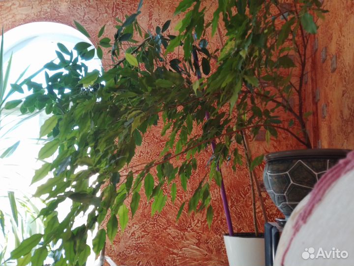 Бенджамина фикус, взрослое растение