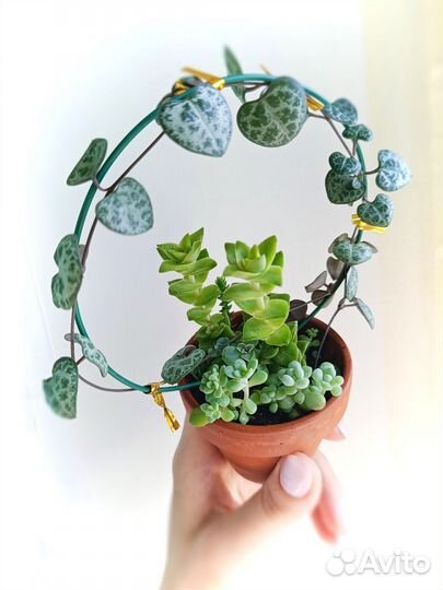 Кактусы и суккуленты