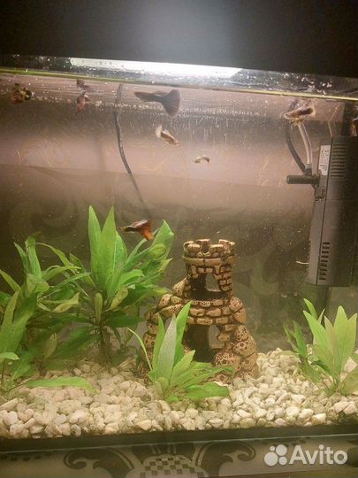 Аквариум с оборудованием