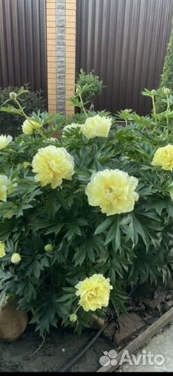 Пион ито бартзелла