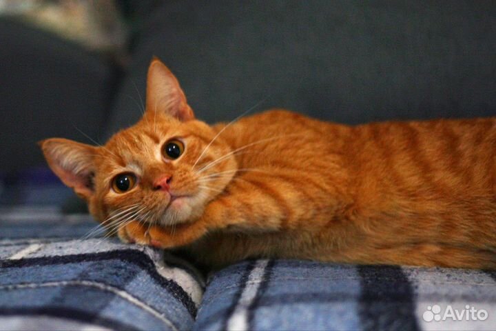 Кот ищет дом