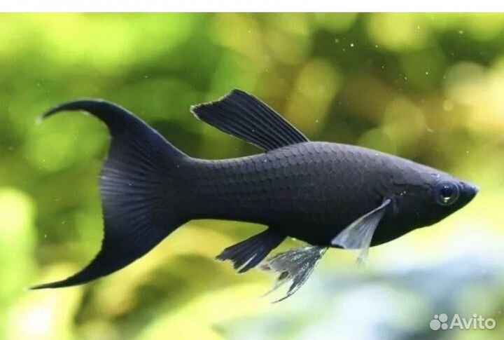 Моллинезия мальки