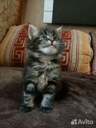 Котята мейн-кун