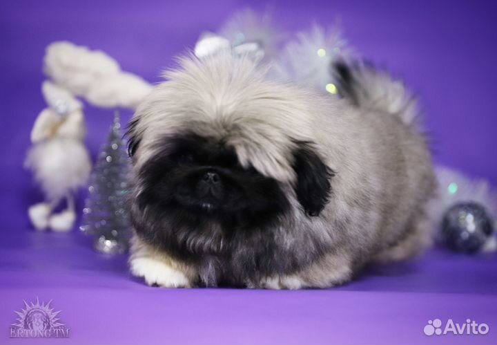 Пекинес 3 месяца мальчик пушистое облачко