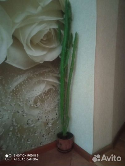 Молочай, с горшком