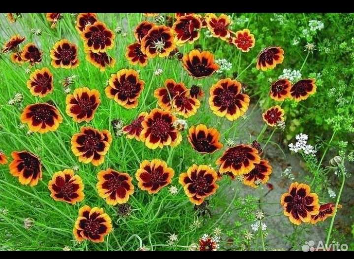 Космидиум, семена