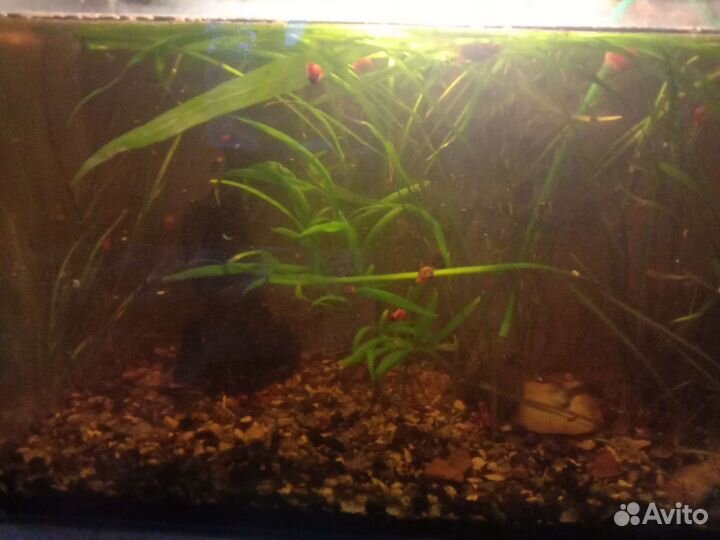 Аквариум, рыбки