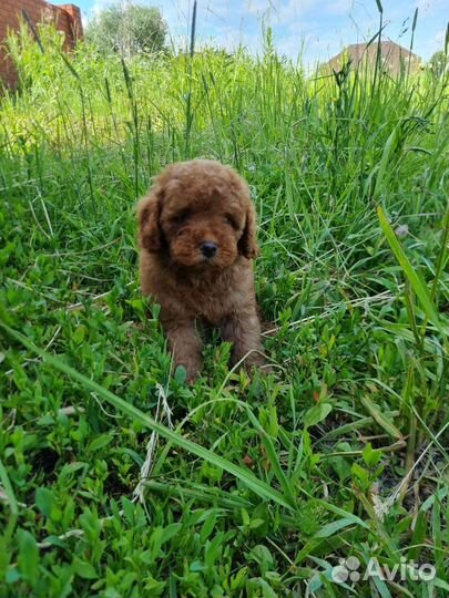 Щенки той/миниатюра пуделя