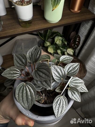 Переромия санторини