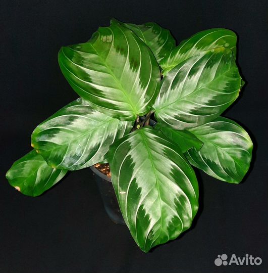 Маранты разные, строманта Триколор