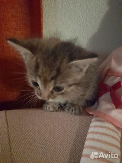 Котенок в дар