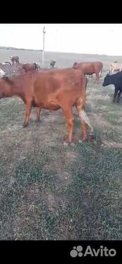 Коров яловые