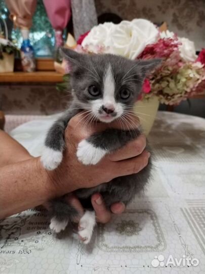 Котята в дар