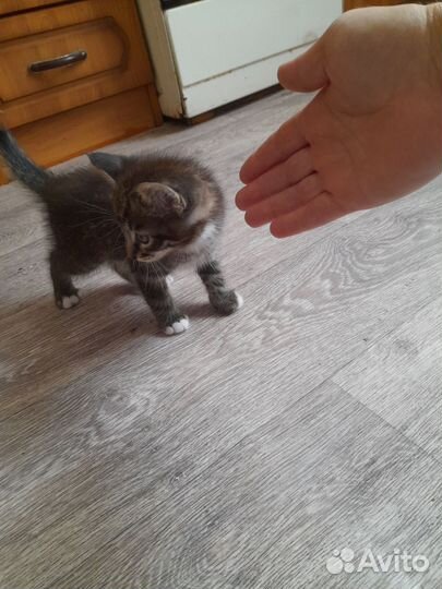 Котик в дар