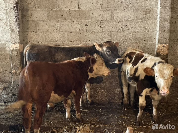 Бычки Герефорд Симентал Ангус Швиц