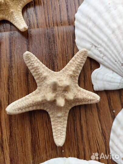 Настоящие морские звезды и ракушки